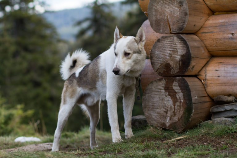 Laika da Sibéria Ocidental em pé na natureza