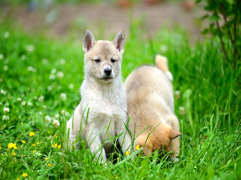 Dois cachorros Laika da Sibéria Ocidental na relva.