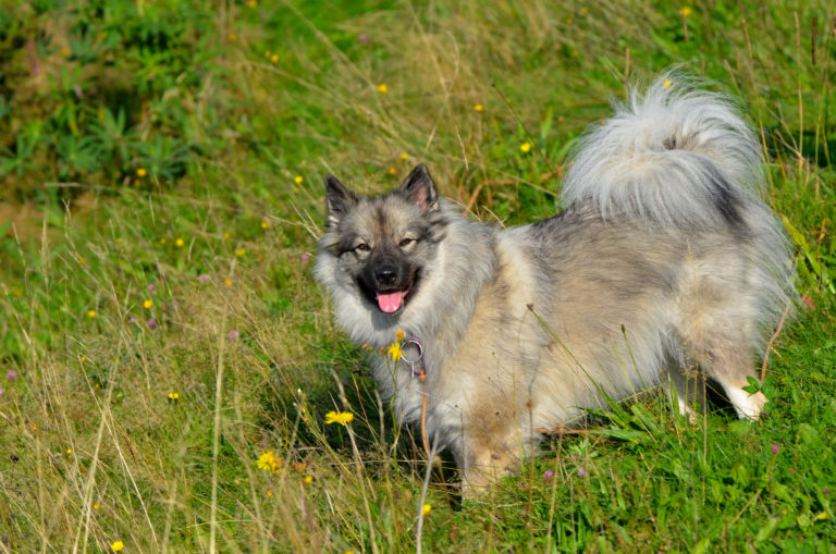 Hund  Wiese Frühling