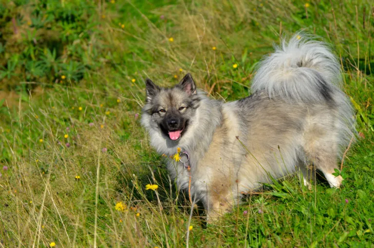 Hund Wiese Frühling Hund Wiese Frühling