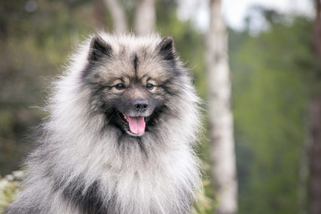Keeshond dog outside. Big spitz in nature. Spitz Lobo em grande plano