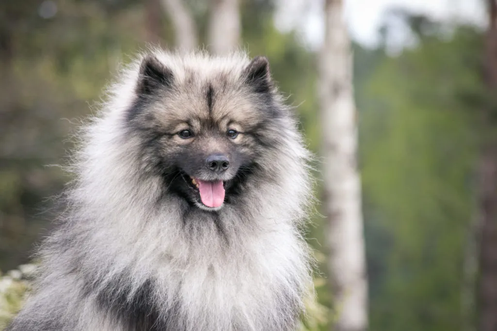 Keeshond dog outside. Big spitz in nature. Spitz Lobo em grande plano