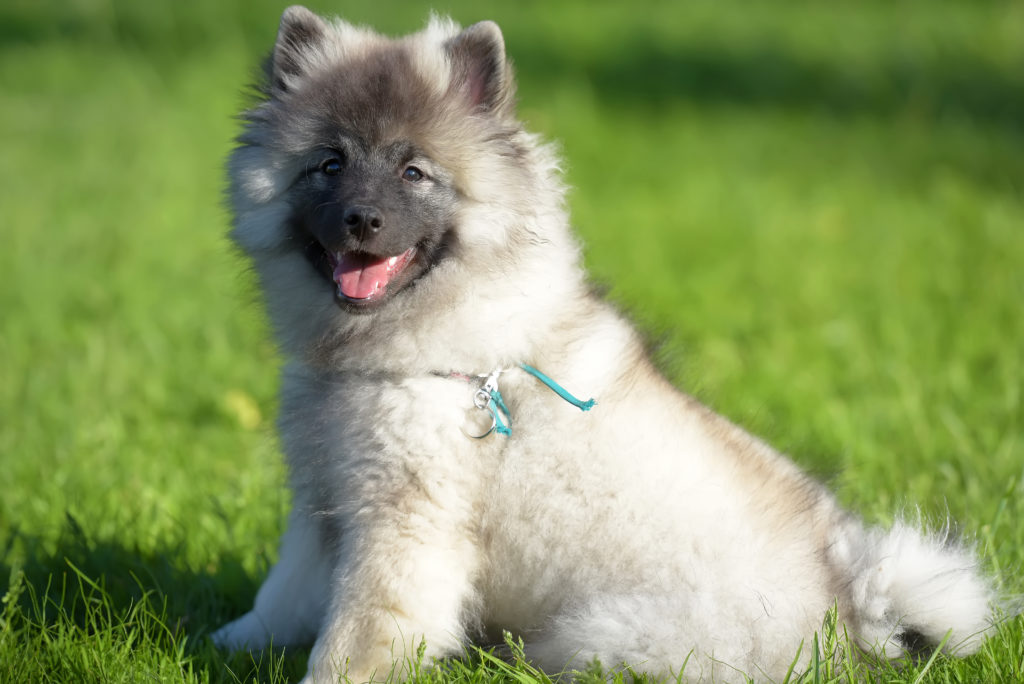 Spitz Lobo cachorro sentado na relva