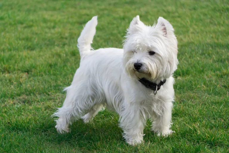 West Highland White Terrier_1 West Highland White Terrier em pé na relva com ar atento