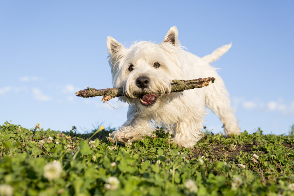 West Highland White Terrier a brincar com um pau na natureza