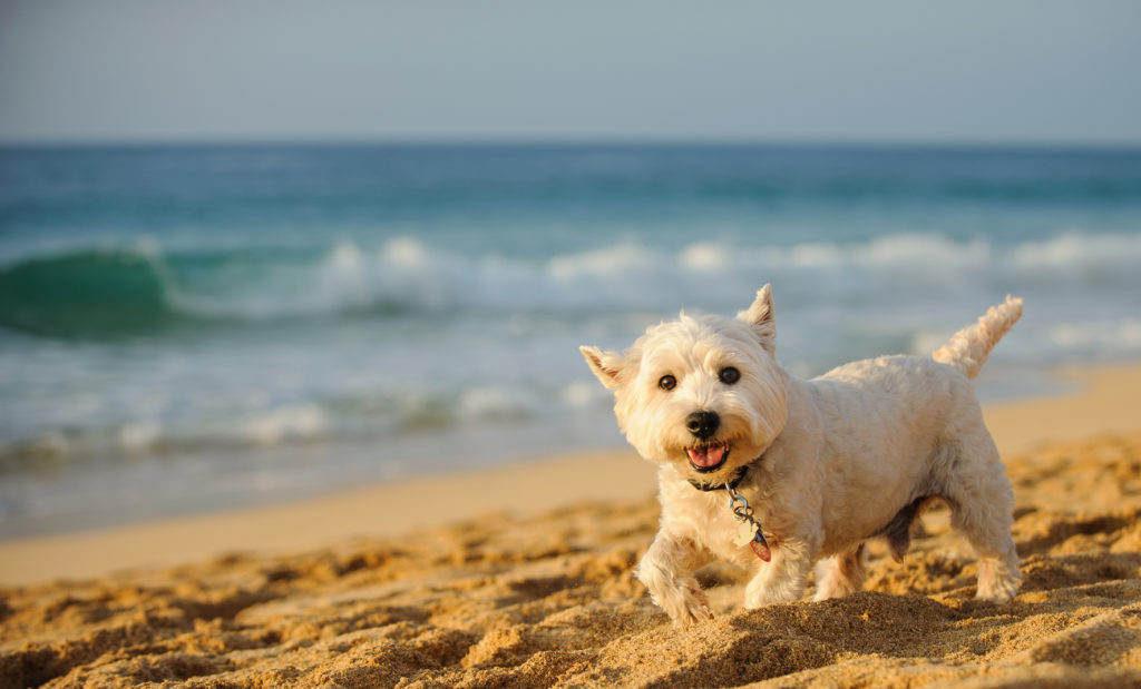 West Highland White Terrier a correr na praia