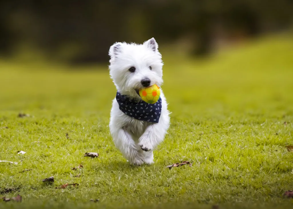 West Highland White Terrier_4