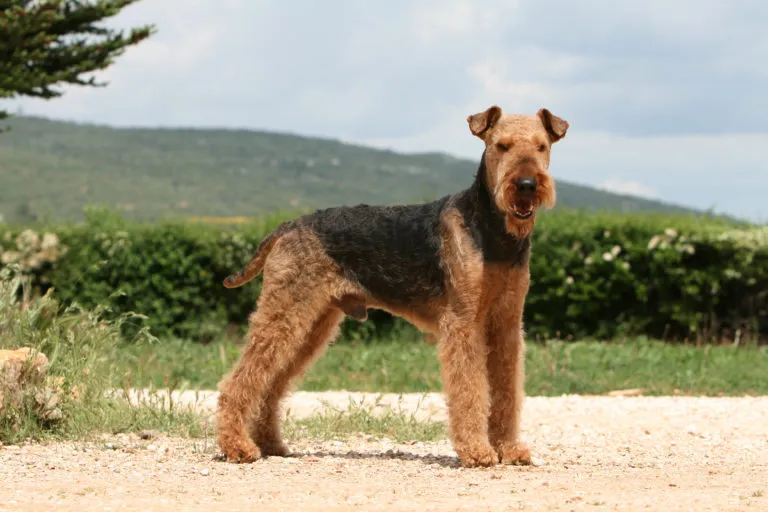 airedale terrier adulte entier de profil sur un chemin airedale terrier adulte entier de profil sur un chemin