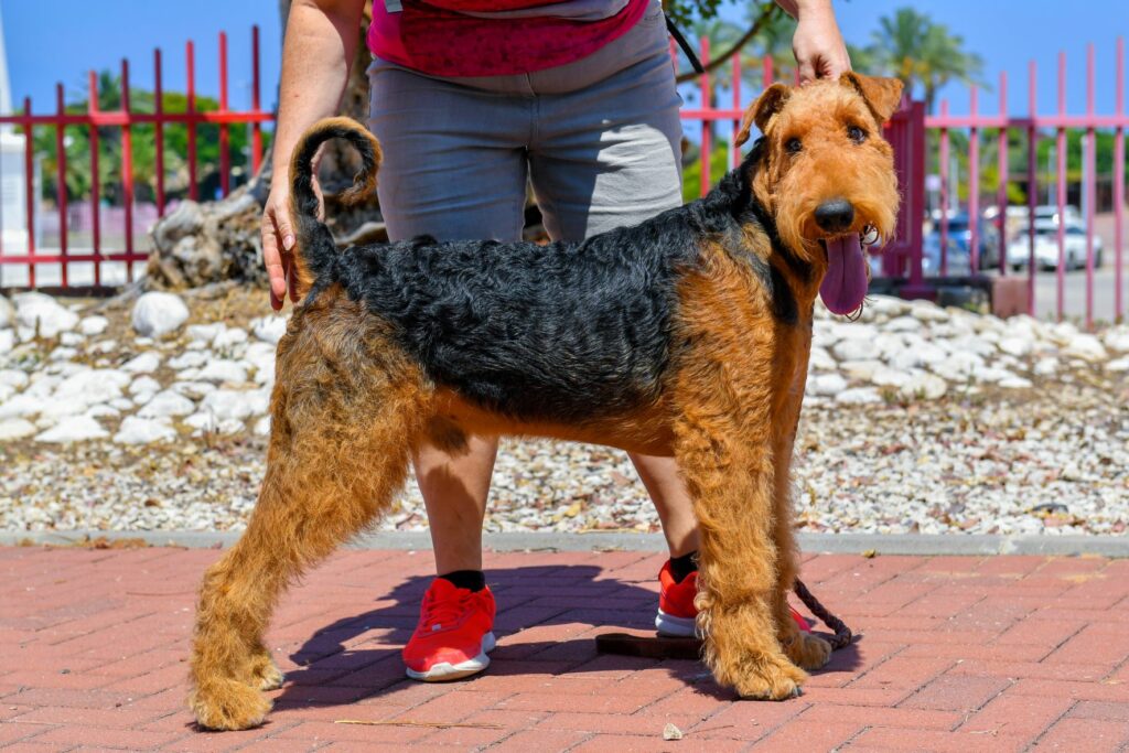 Airedale Terrier em parado com o dono