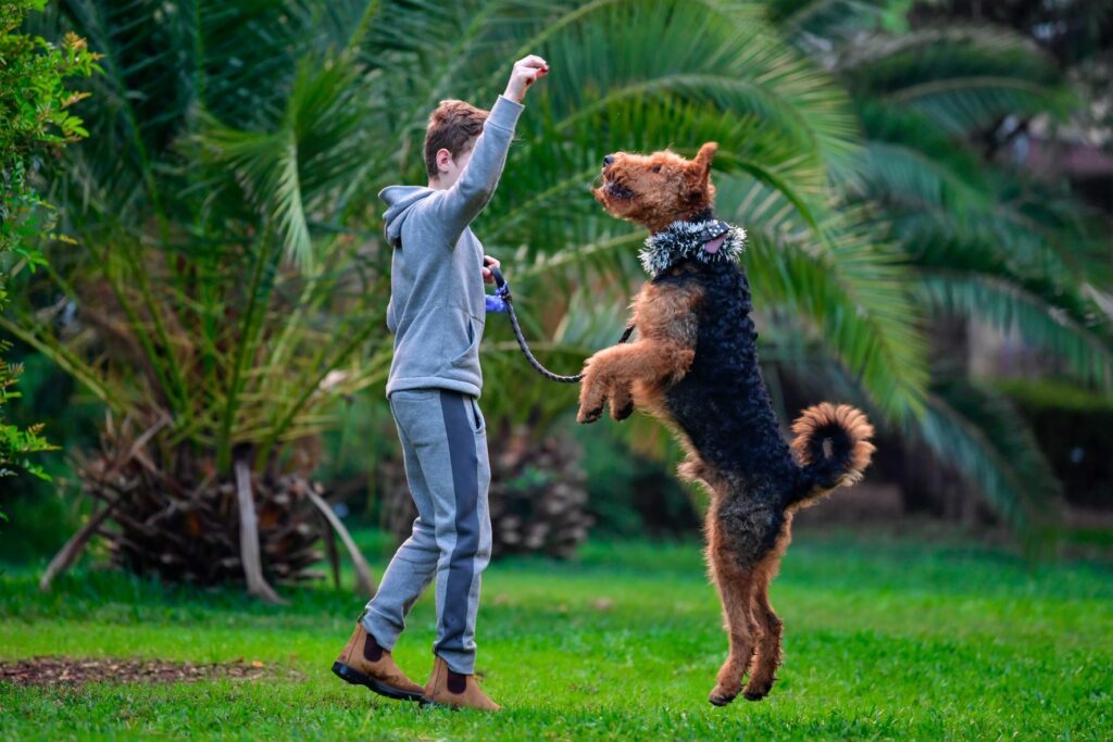 Airedale a brincar com um rapaz num parque