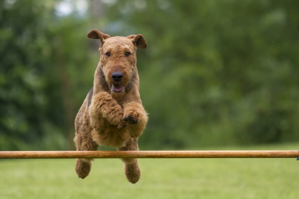 Airedale Terrier a saltar uma barreira num campo