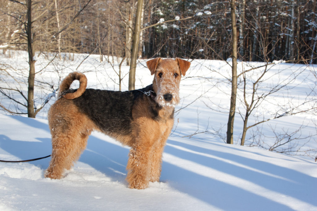 Airedale Terrier parado num campo coberto de neve