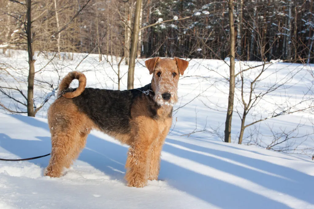 airedale_5 Airedale Terrier parado num campo coberto de neve