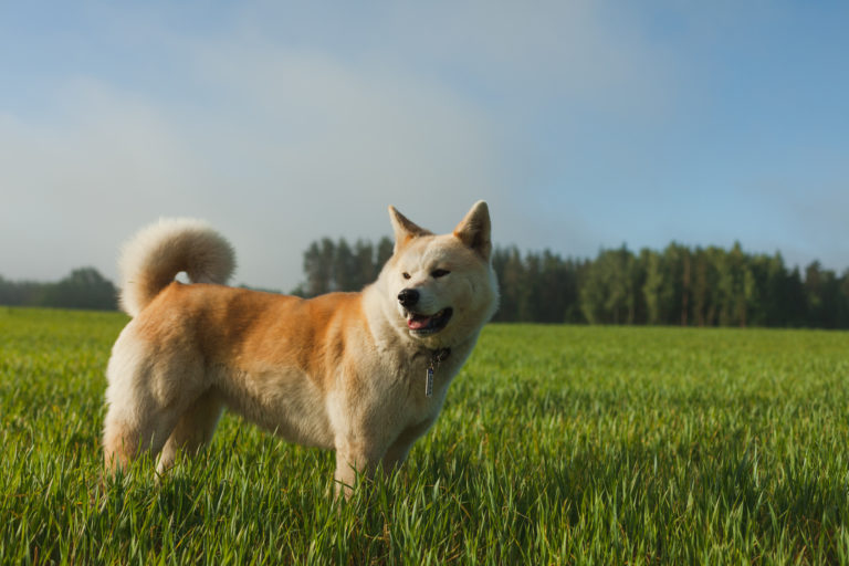 Akita Inu adulto num campo de relva