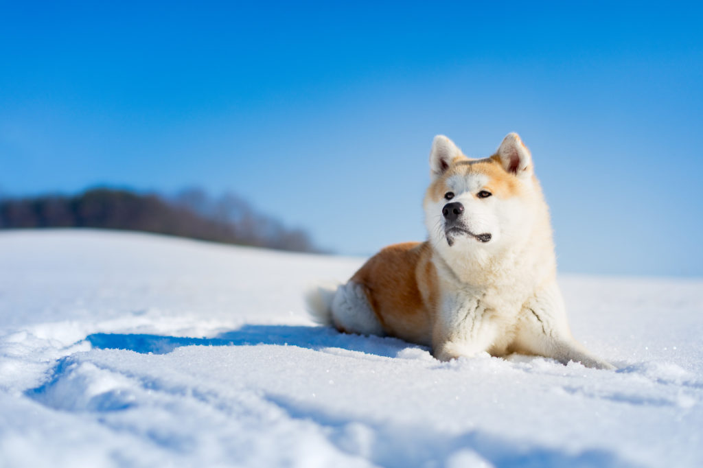 Akita adulto deitado na neve