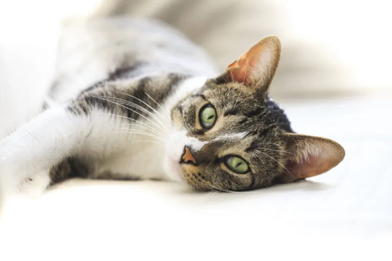 gato de pelo curto deitado alergias em gatos