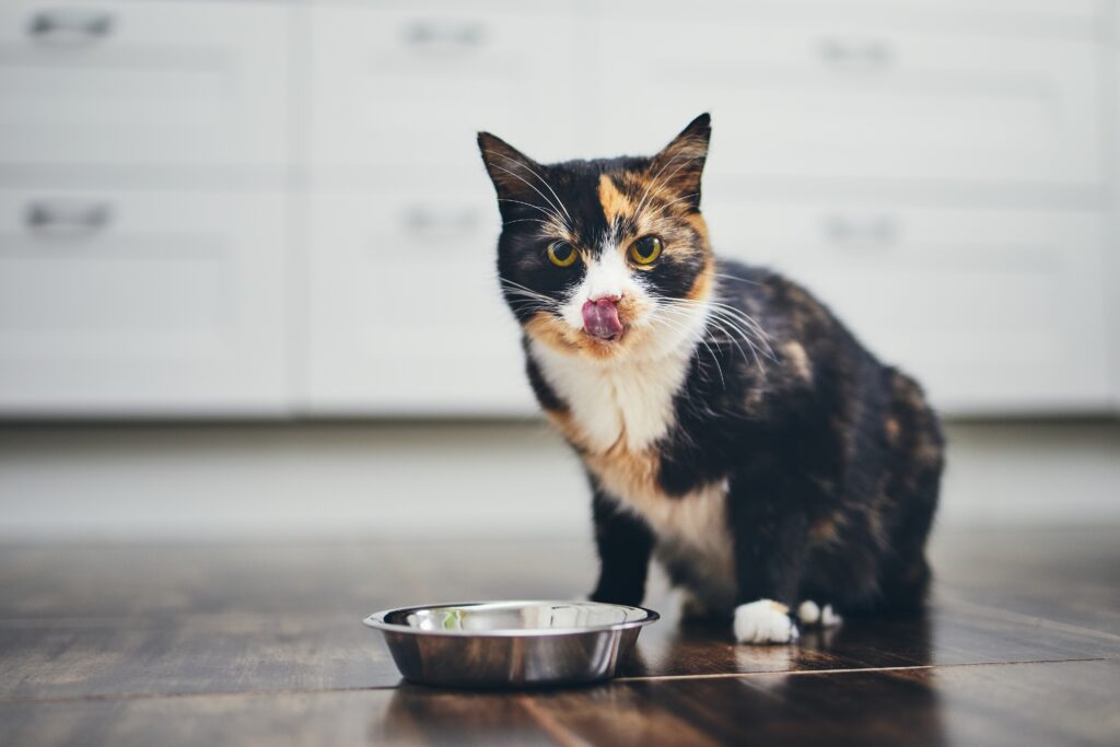 gato com fome ao lado do comedouro alergias em gatos_alergias alimentares
