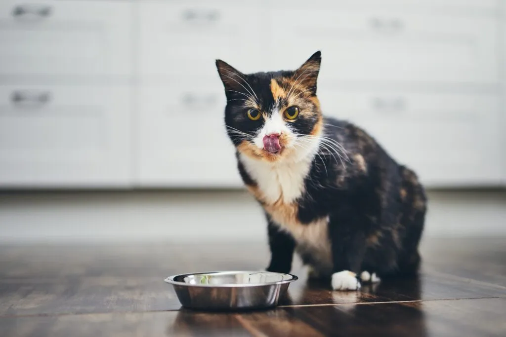 gato com fome ao lado do comedouro alergias em gatos_alergias alimentares
