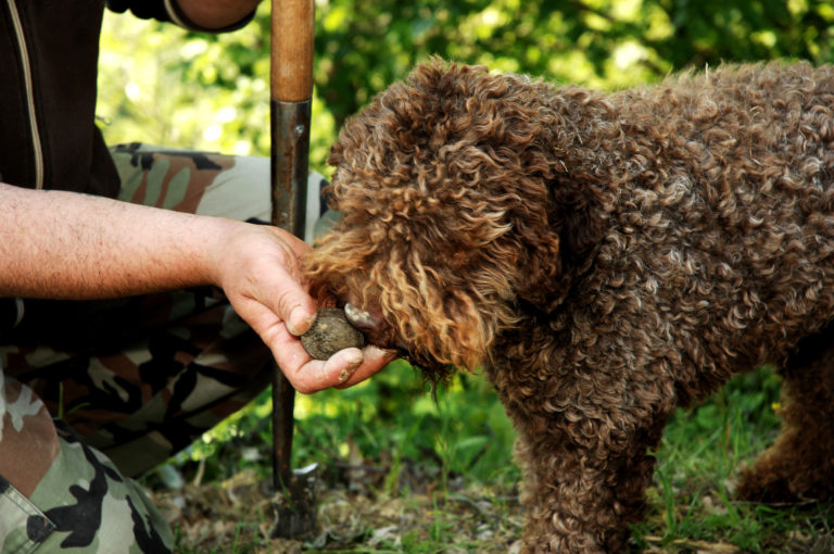 cães caçadores de trufas