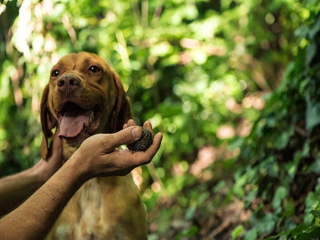 cães caçadores de trufas