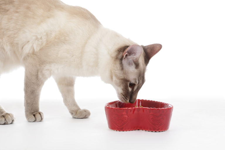 gato a comer da tigela_comida para gatos castrados