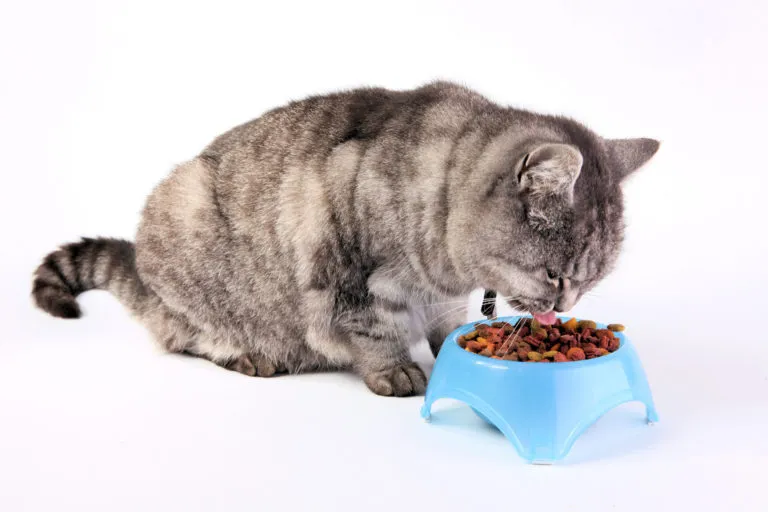 gato a comer ração do comedouro