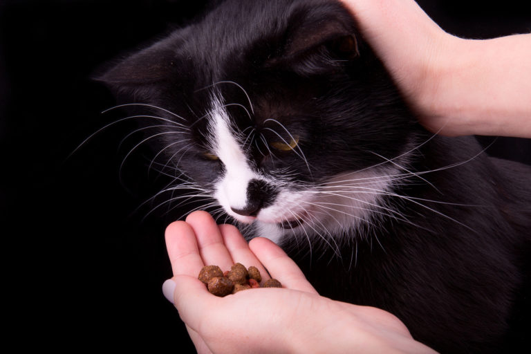 gato a comer ração da mão