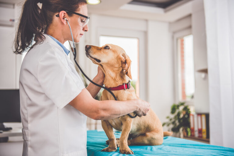 Cão sentado enquanto a veterinária ausculta o coração. No caso da Doença de Addison em cães também é preciso fazer um exame geral