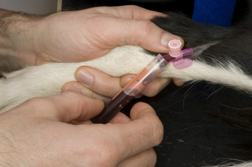 Veterinário coloca sonda na pata de um cão. O tratamento da Doença de Addison em cães implica análises regulares ao sangue