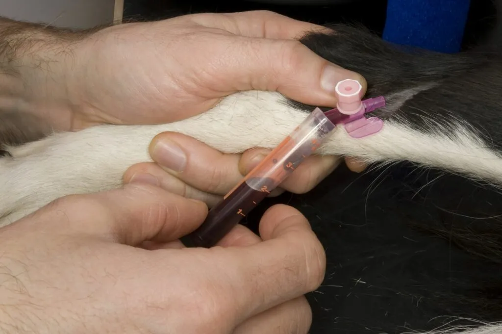 doença de addison_2 Veterinário coloca sonda na pata de um cão. O tratamento da Doença de Addison em cães implica análises regulares ao sangue