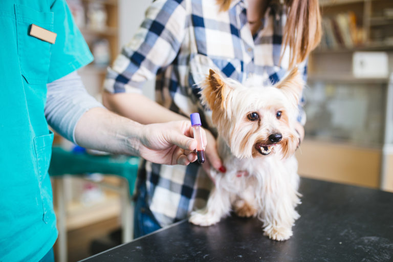 doenças hormonais em cães_cão no veterinário após análises ao sangue