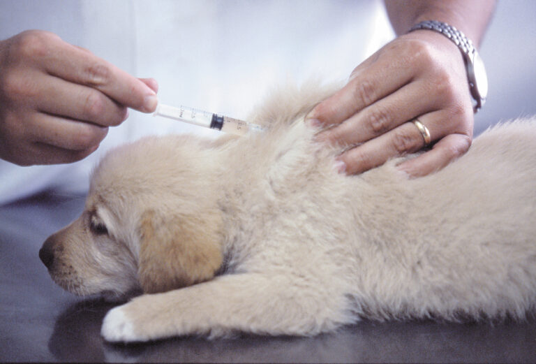 Cachorro a ser vacinado no veterinário. A vacina contra a esgana canina é muito eficaz.