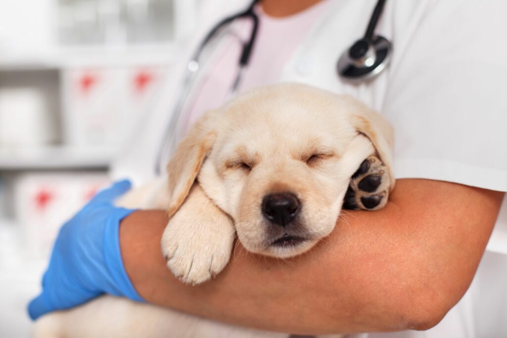 Cachorrinho a dormir ao colo do veterinário. Os cachorros são mais vulneráveis à esgana canina