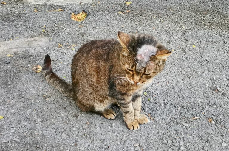 Gato com uma pelada na cabeça sentado na rua. A queda de pelo é um dos sintomas da presença de fungos cutâneos em gatos
