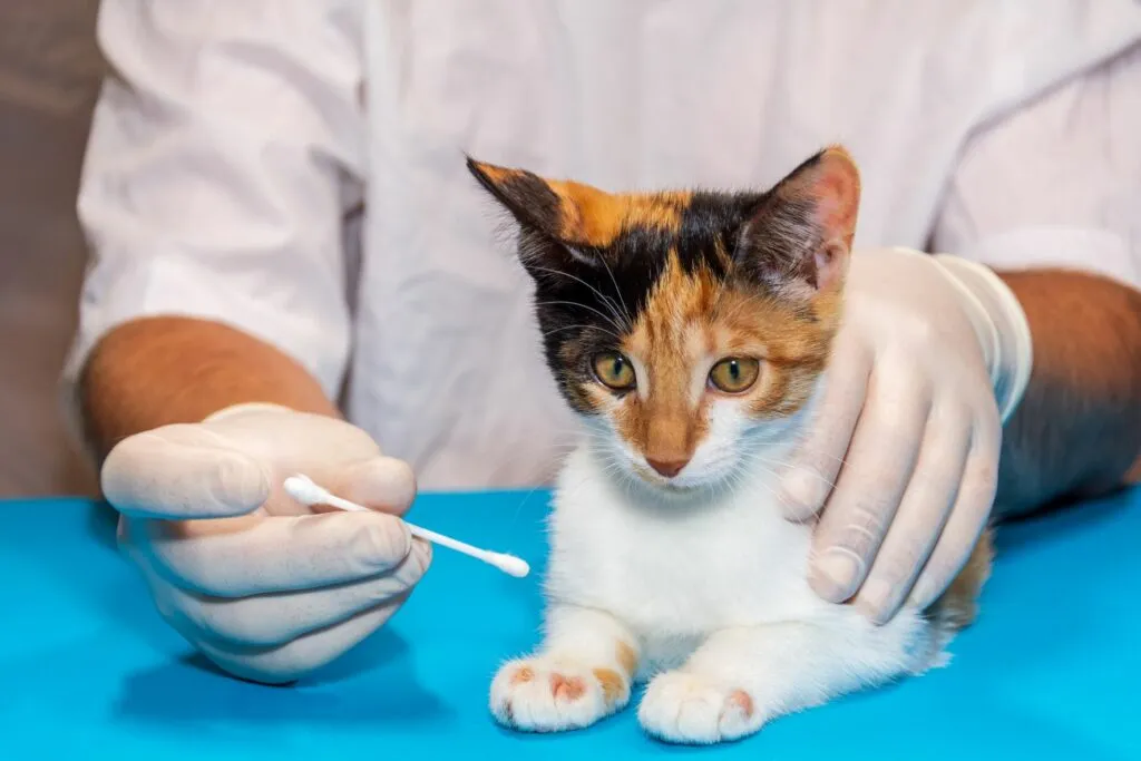 fungos_gatos_3 Gato deitado enquanto o veterinário coloca uma pomada contra os fungos cutâneos em gatos