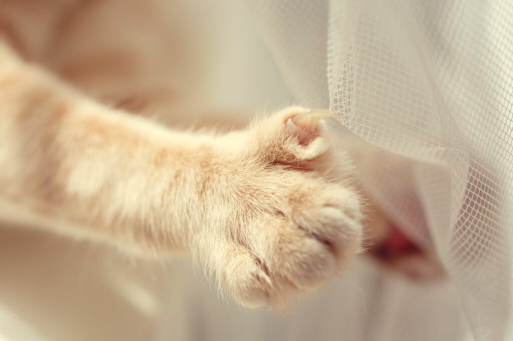 Pata de um gato com a unha presa no cortinado. Cortar as unhas dos gatos é importante para eles não se magoarem