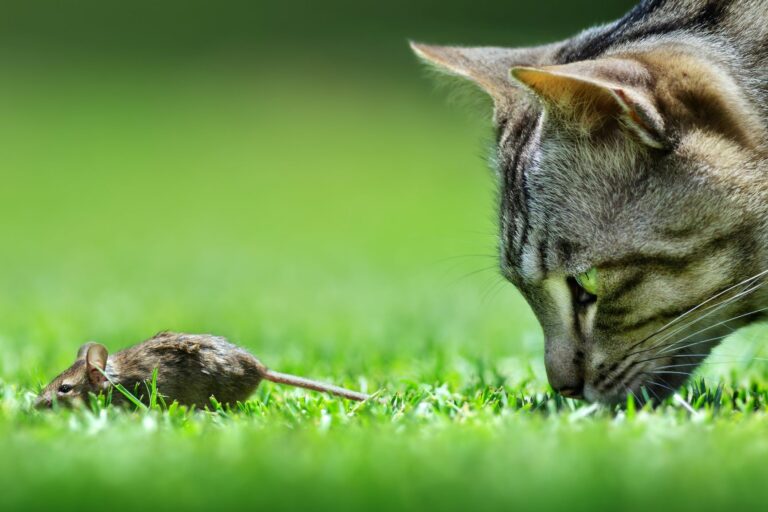 Gato a perseguir um rato. A desparasitação interna nos gatos é importante porque os gatos ingerem parasitas com as presas que caçam.