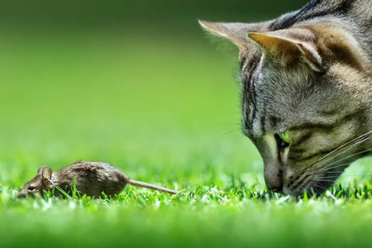 parasitas_gatos_1 Gato a perseguir um rato. A desparasitação interna nos gatos é importante porque os gatos ingerem parasitas com as presas que caçam.