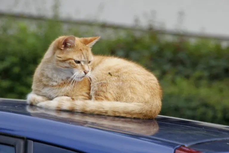 gato em cima de automóvel com abelha picadas de vespa em gatos