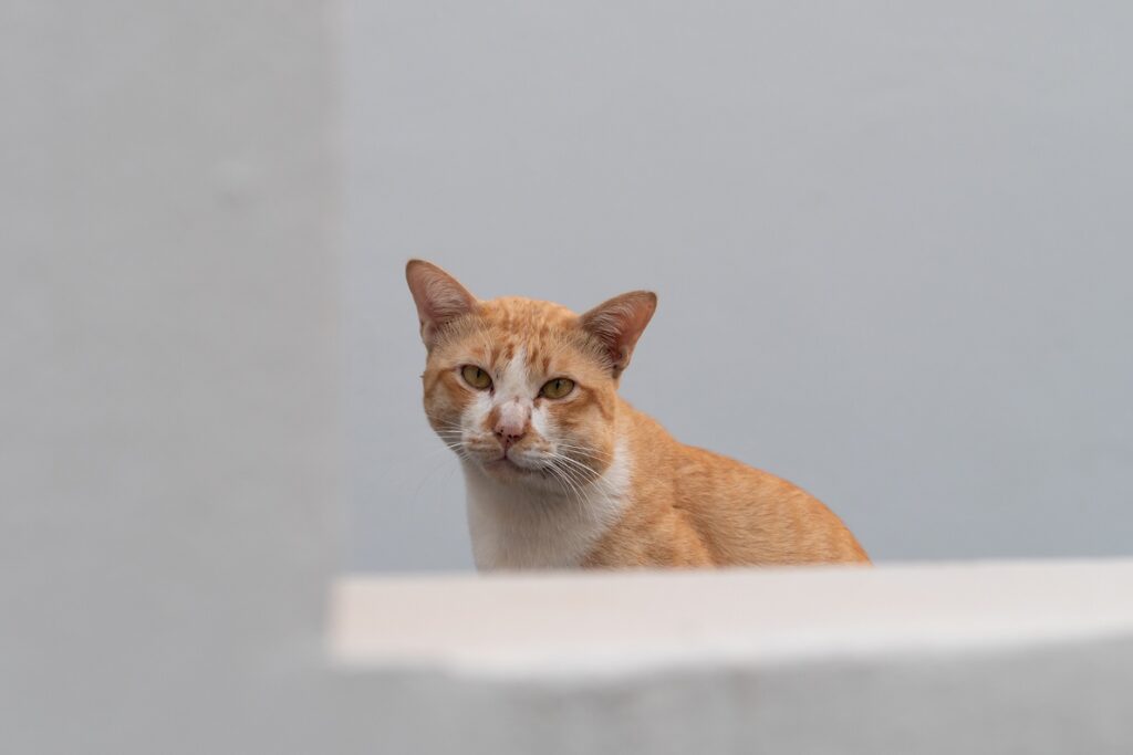 picadas de vespa em gatos