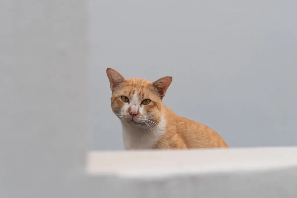 Gato picado por abelha ou vespa na bochecha picadas de vespa em gatos