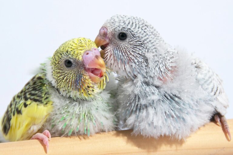 Periquitos jovens com plumagem alterada. O poliomavírus em periquitos é fatal para os recém-nascidos