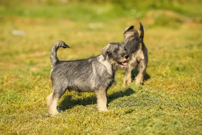 schnauzer