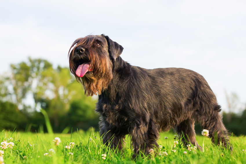 schnauzer_4
