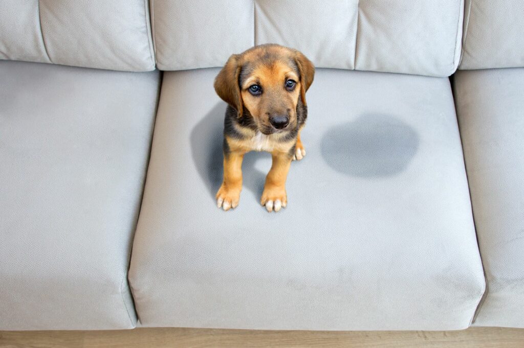 cachorro no sofá e mancha de urina de cão