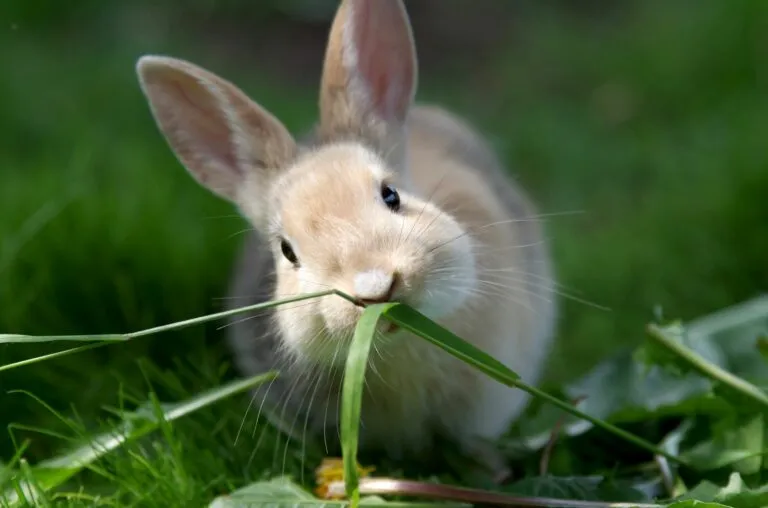 vacinas para coelhos_1 vacinação dos coelhos_coelho a comer relva