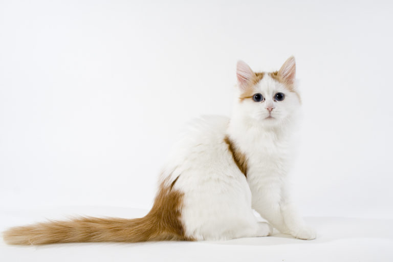 gato da raça van turco em fundo branco