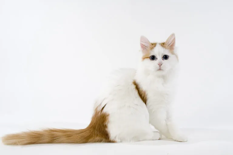 van turco_1 gato da raça van turco em fundo branco