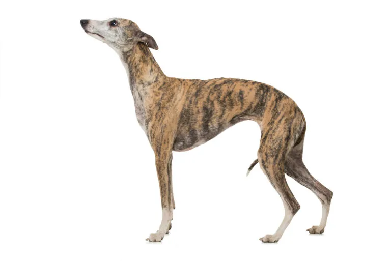 Whippet Whippet
