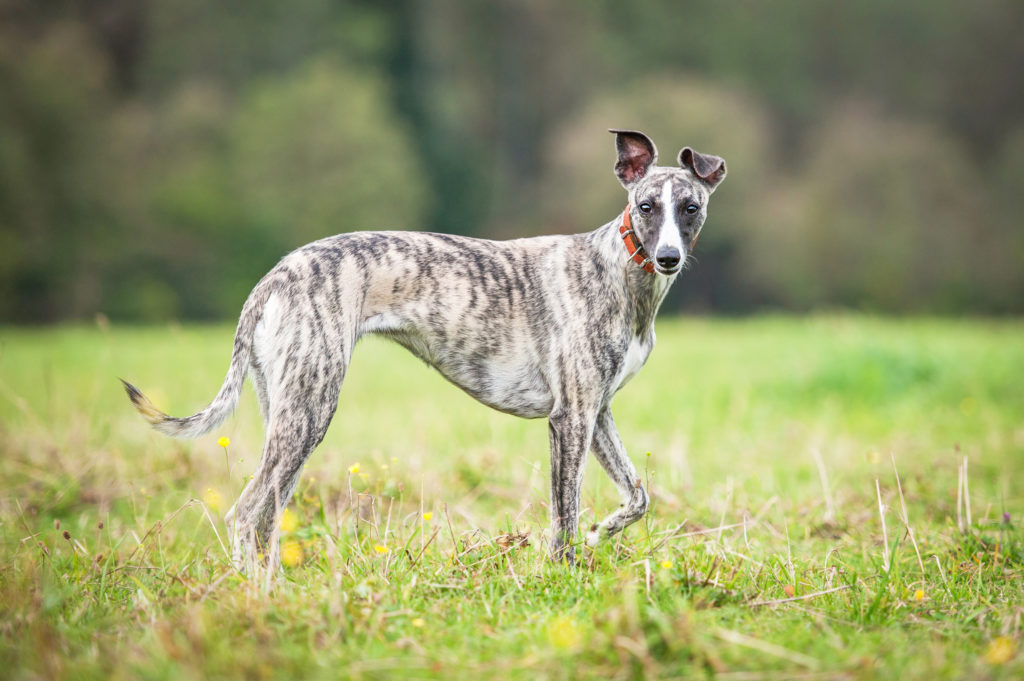 Whippet alerta num campo de relva